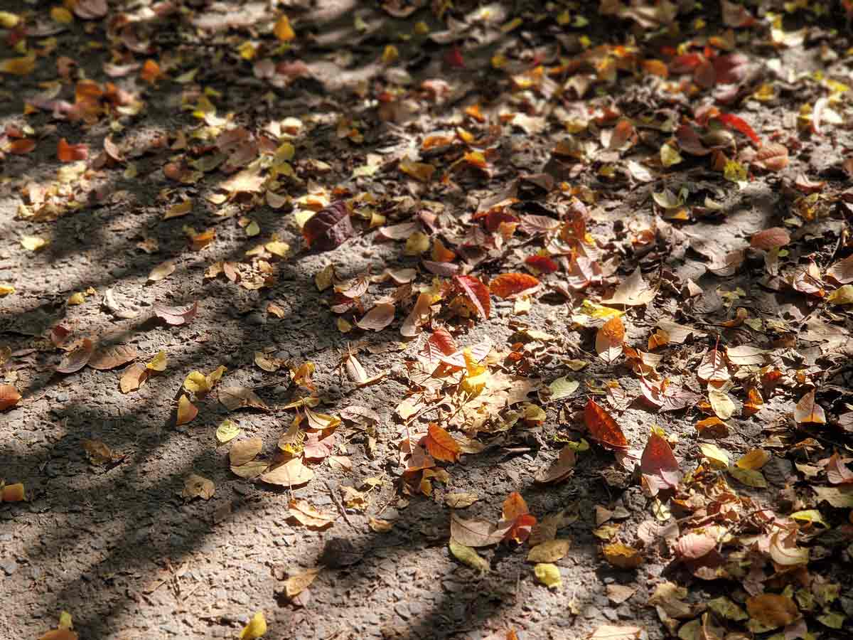 Herbstlaub Boden Vergänglichkeit - generationsübergreifendes Trauma Heilung