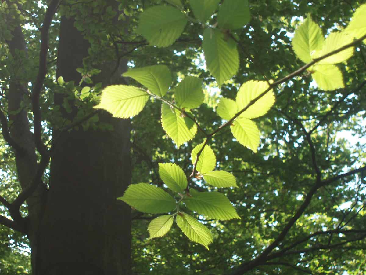Sonnenlicht fällt auf grüne Blätter im Wald