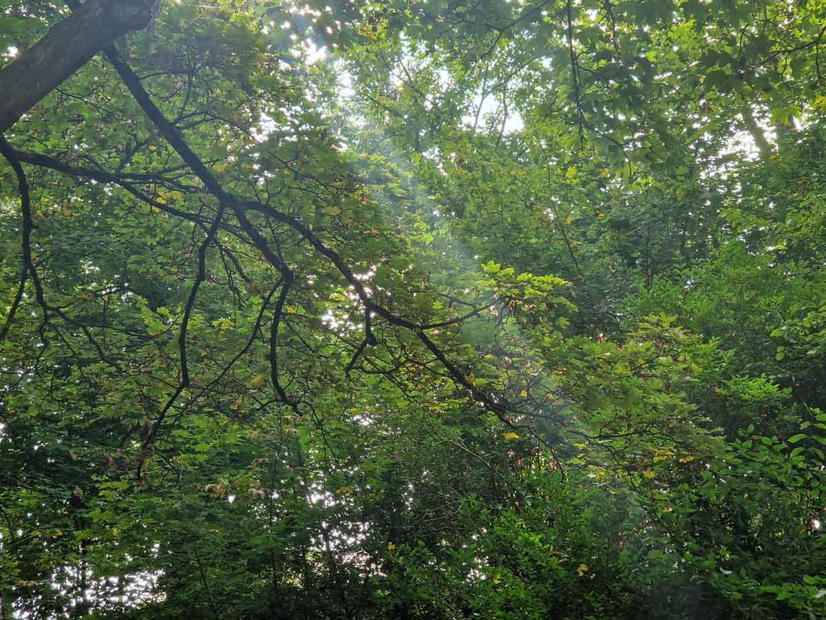 Wald Sonnenlicht Baumkronen - Heilung Empathievermögen hochsensible Menschen