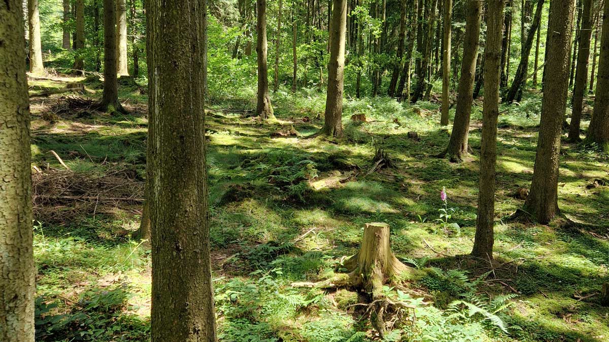 Moosbedeckter Waldboden mit grünem Licht – die lebendige Stille, die hochsensible Menschen wahrnehmen