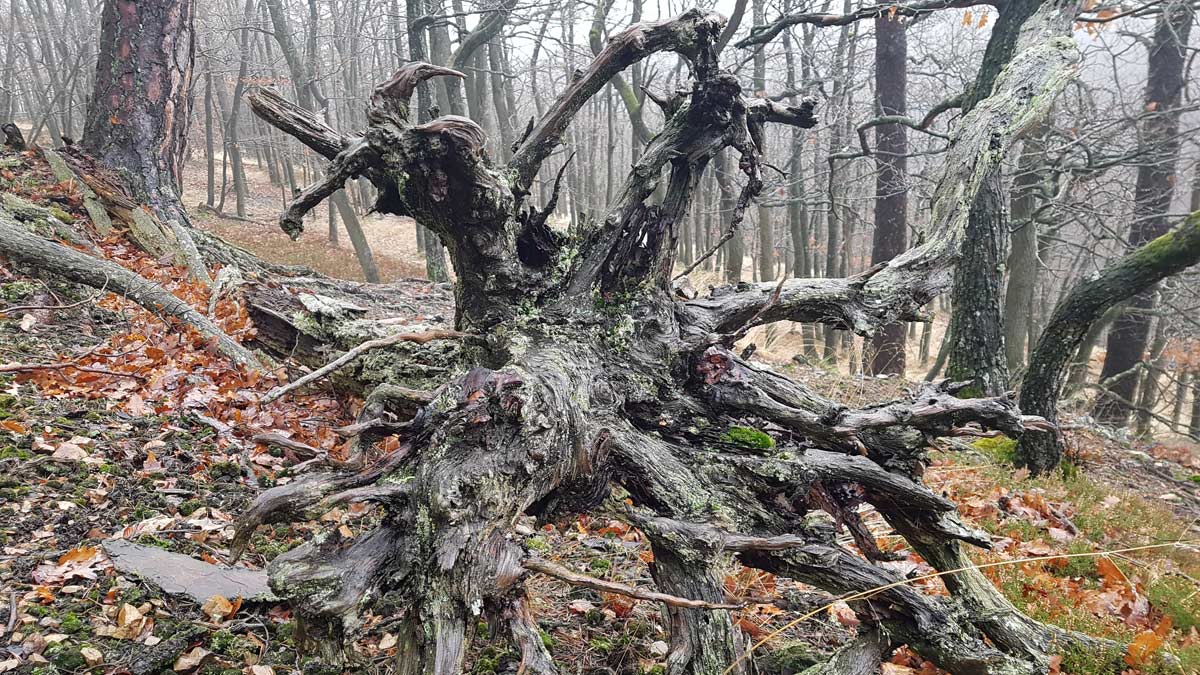 Verwurzelter Baumstumpf im Nebelwald – erdige Spiritualität und die verborgene Kraft hochsensibler Menschen