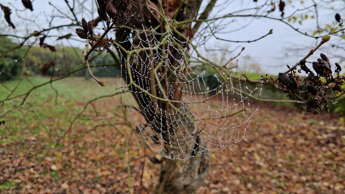 Spinnennetz mit Tautropfen – die feinen Details, die 
hochsensible Menschen wahrnehmen