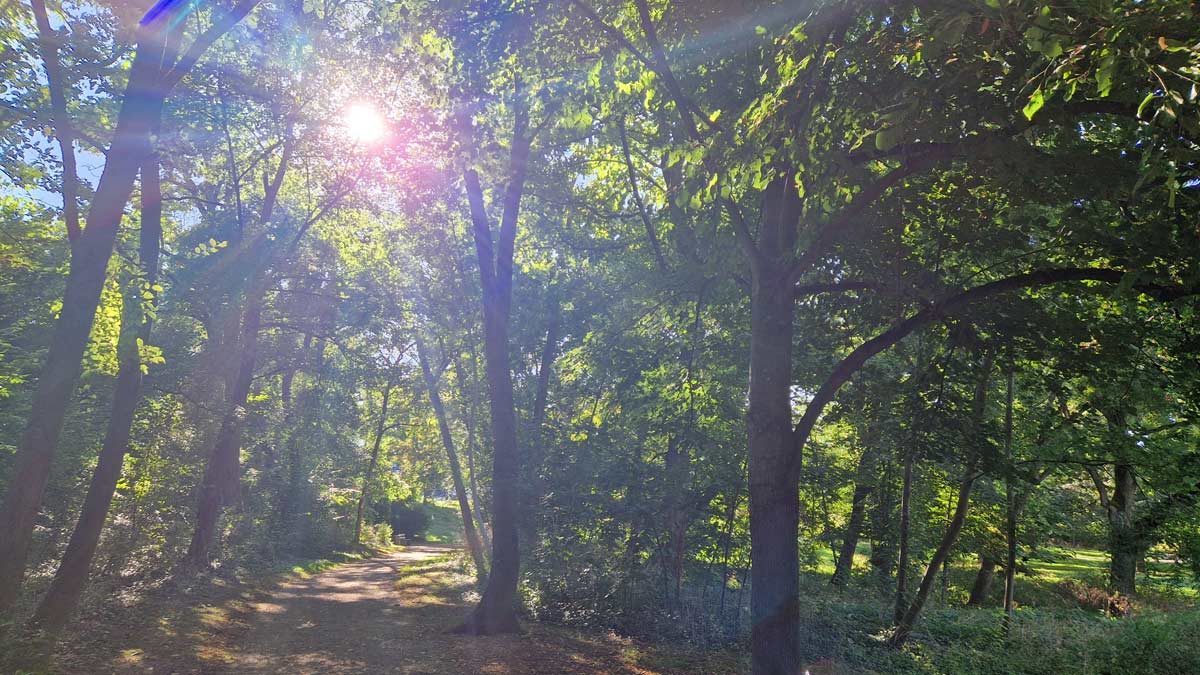 Waldweg mit Sonnenstrahlen – der Heldenweg für hochsensible 
Menschen ins Licht