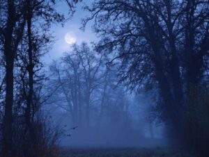 Mystischer Nachtwald mit Vollmond im blauen Nebel