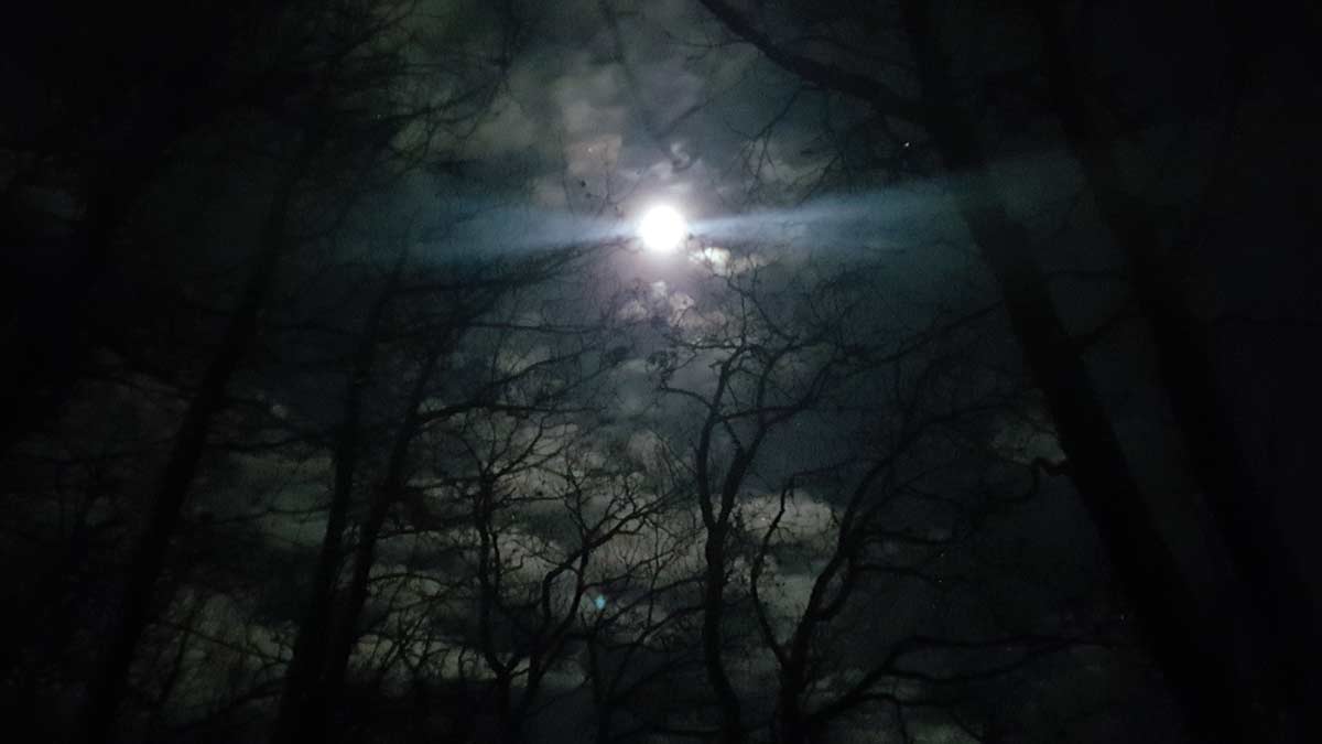 Der Vollmond scheint hell durch die Äste eines dunklen Winterwaldes in der Nacht. Symbolbild für Hoffnung und das Licht in den Raunächten für Hochsensible.